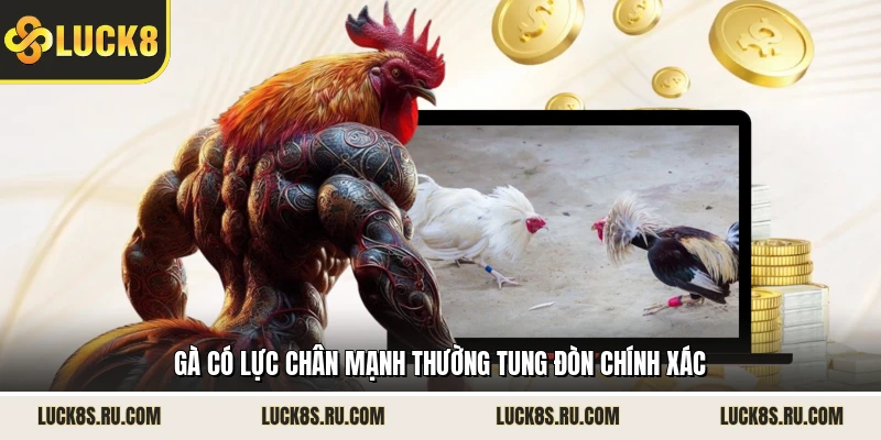 Gà có lực chân mạnh thường tung đòn chính xác