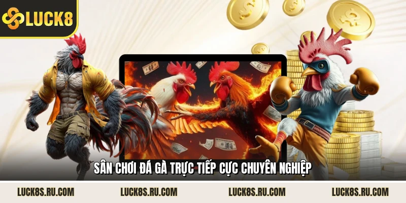 Sân chơi đá gà  trực tiếp cực chuyên nghiệp
